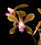 Phal. braceana